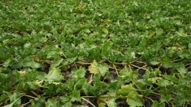 Şeker pancarı alan grubundaki