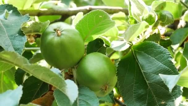 Manzanas verdes cuelgan del árbol en la granja — Vídeo de stock