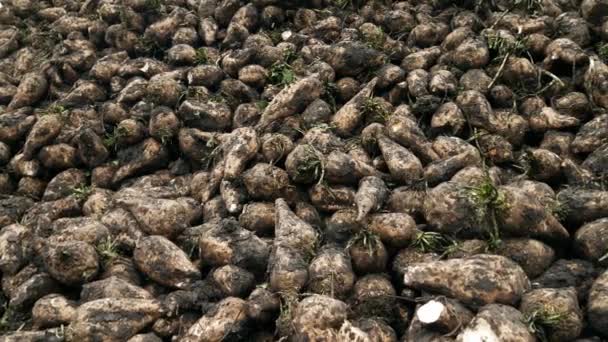 Harvest sugar beet in a country field — Stock Video
