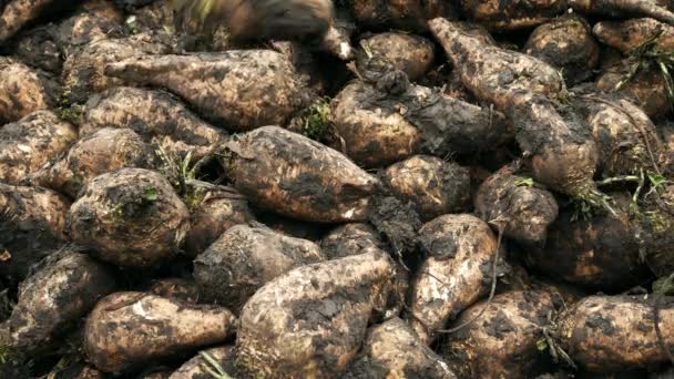 Pilha de beterraba açucareira colhida no chão — Vídeo de Stock