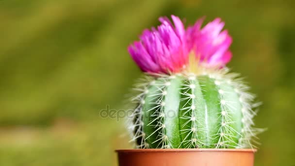 Cactus verde con agujas afiladas y flor rosa púrpura — Vídeos de Stock