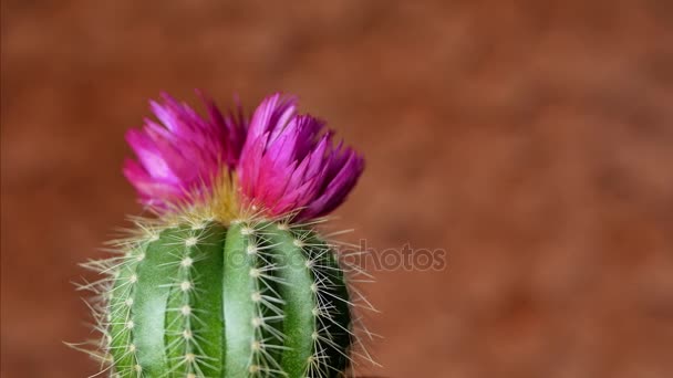 Green cactus with sharp needles and pink purple flower — Stock Video