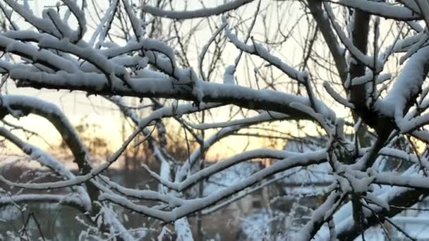 落葉樹で、枝を雪します。 — ストック動画