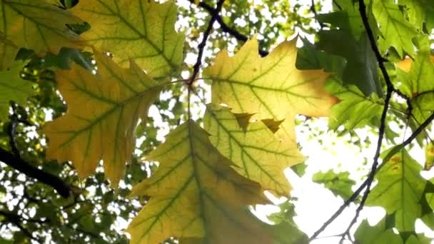 Солнце светит сквозь осенние листья, дующие на ветру. — стоковое видео