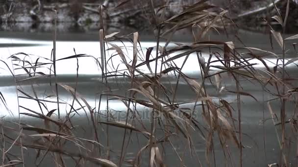 Lago de hielo en otoño — Vídeo de stock