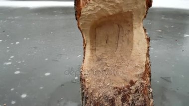 Kunduz ormandaki çalışmalarını