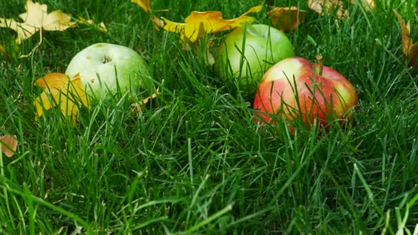 Rode rijpe sappige appels op groen gras — Stockvideo