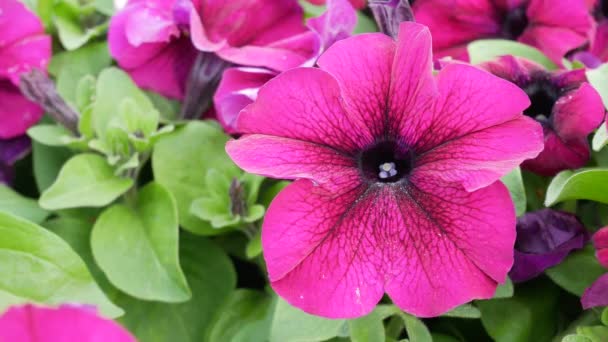 Roze petunia op flowerbed — Stockvideo