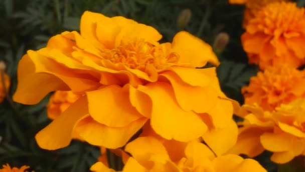 Tagetes Marigolds a virágágyásba — Stock videók