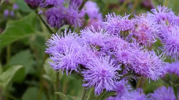 Blauwe bloemen in een bloem bed — Stockvideo