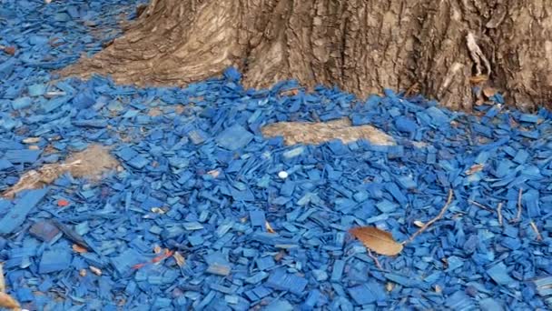 Aserrín decorativo azul virutas de madera bajo el árbol en el parque — Vídeo de stock
