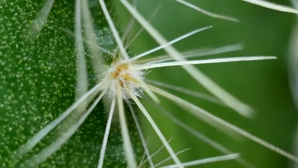 Зеленый кактус с иглами — стоковое видео