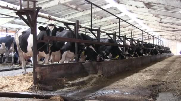 Vaca negra y blanca comiendo en la granja — Vídeos de Stock