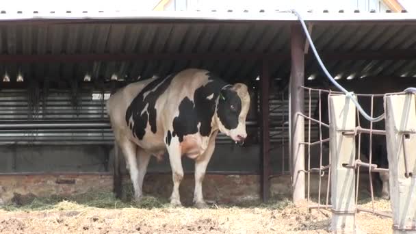 Bardzo wściekły byk wielki w płocie — Wideo stockowe