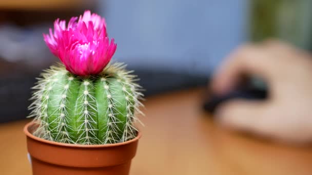 Groene cactus met naalden — Stockvideo