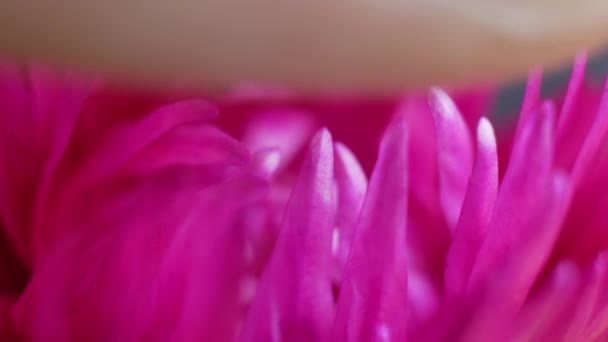 Toucher rose fleur pourpre 