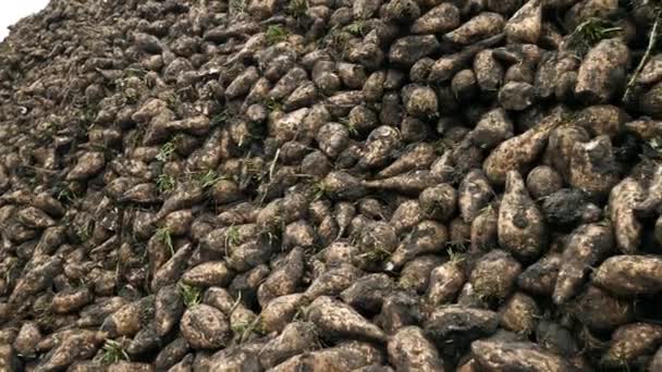 Farmers harvest sugar beet in a country field — Stock Video