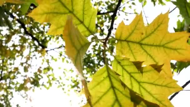 Sol brillando a través de hojas de otoño soplando en la brisa — Vídeo de stock