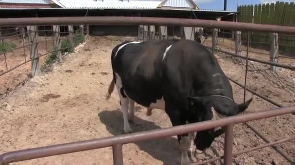 Très en colère gros taureau dans la clôture — Video