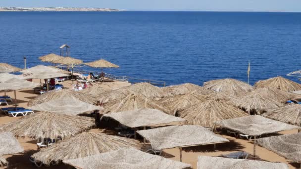 Sombrillas de palmeras en la playa — Vídeos de Stock