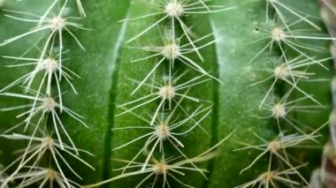 İğneli yeşil kaktüs