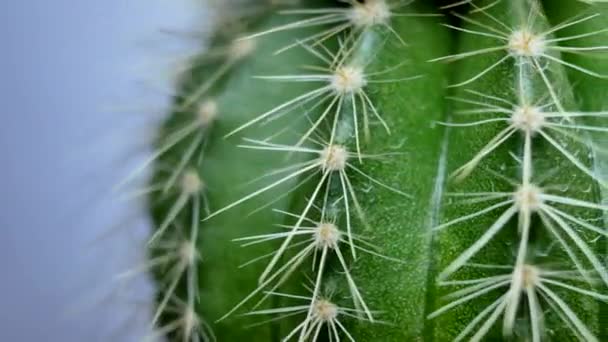 Groene cactus met naalden — Stockvideo