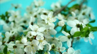 Bahar arka plan beyaz çiçeği ve taze yeşil ağaç yaprakları ile