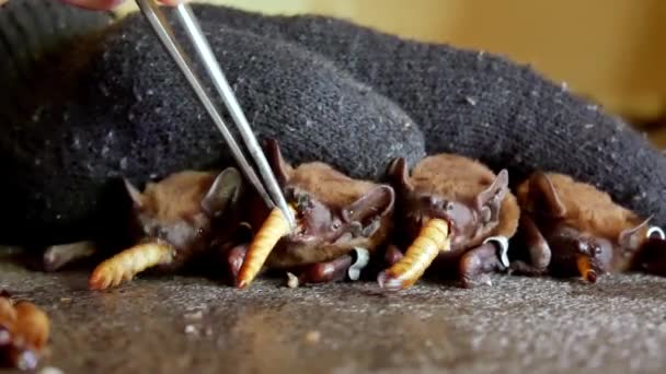 Los murciélagos comen gusanos después de la hibernación invernal — Vídeos de Stock