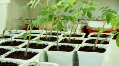 Baharda pencere balkon veya teras üzerinde büyüyen fidan