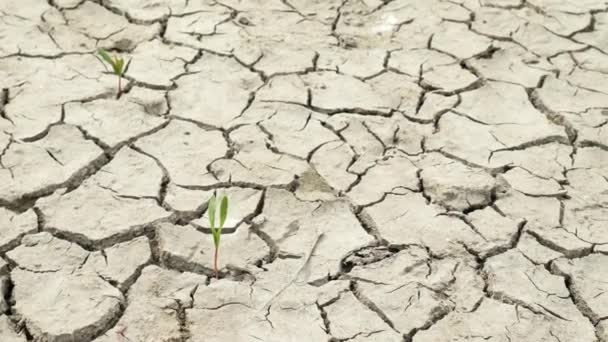 Conceito de sede e insolação no solo seco no deserto quente seco — Vídeo de Stock