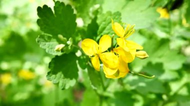 Yeşil arka planda sarı çiçek