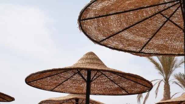 Palm en zon parasols aan strand — Stockvideo