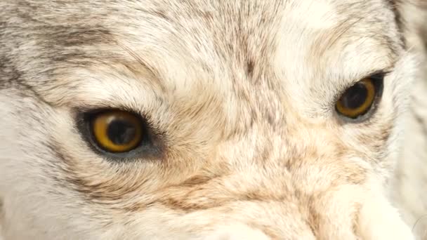 Orange Eyes of Evil Aggressive Wolf Mummy — Wideo stockowe