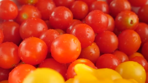 Red and Yellow Fresh Cherry Tomatoes — Stock Video