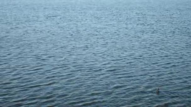 Ondulation à la surface de l'eau 