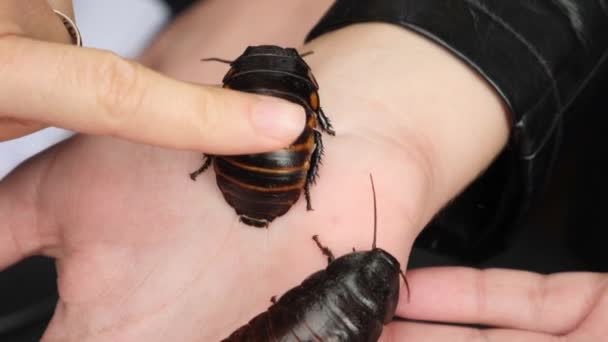 Χέρι χαϊδεύοντας μεγάλη κατσαρίδα — Αρχείο Βίντεο