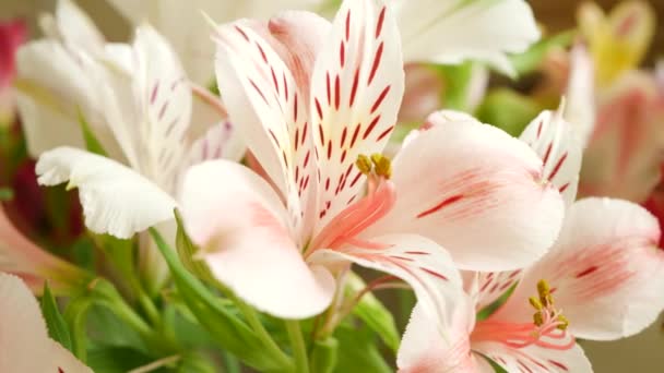 White Pink Lily Bouquet de fleurs — Video