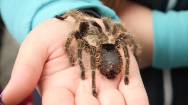 Grande araignée assise sur la main féminine — Video