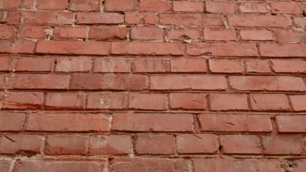 Mur de brique rouge comme fond de texture — Video