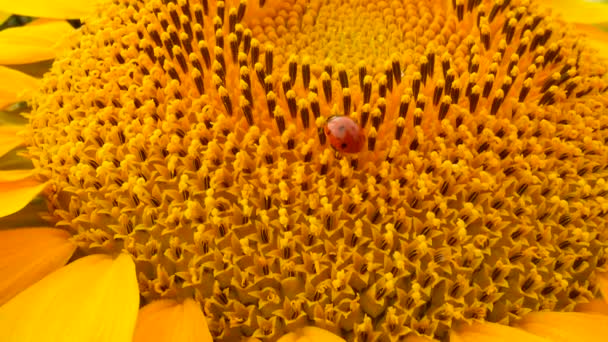 Roter Marienkäfer auf Sonnenblume auf Feld — Stockvideo