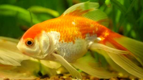 GoldFish nage dans l'aquarium à la maison — Video