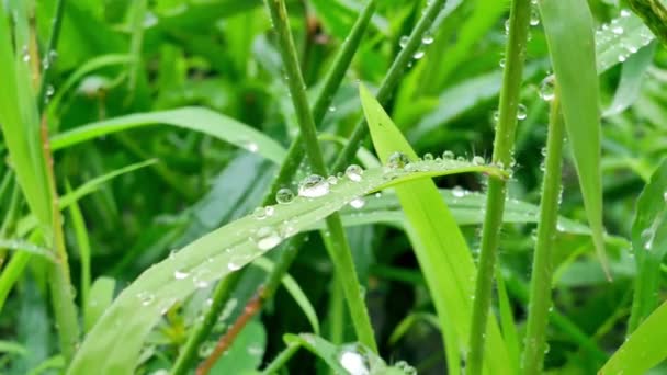 Капли воды на зеленой траве — стоковое видео