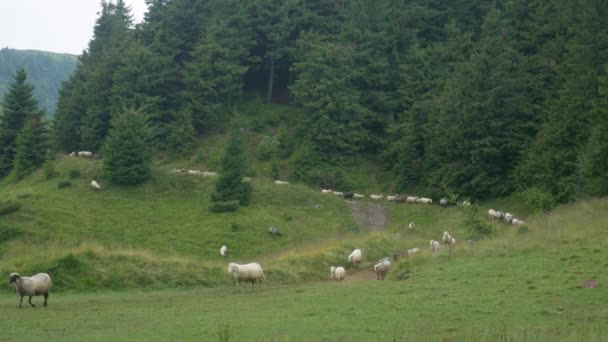 Rebaño de ovejas Caminar a lo largo del camino en el bosque de coníferas Fondo — Vídeos de Stock