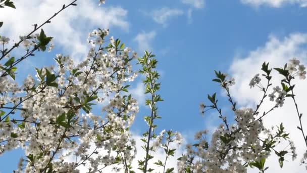 Körsbärsträd blommor på blå himmel bakgrund — Stockvideo