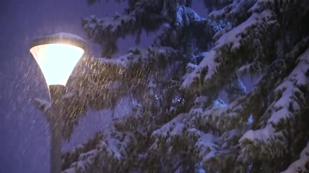 Падение снега на снежные ели и уличные фонари в городском парке зимой — стоковое видео