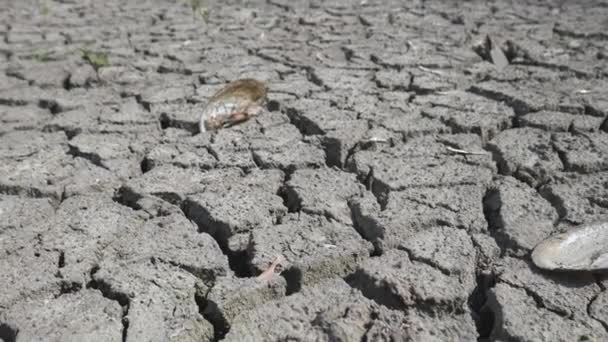 Cama de lago seco com chão rachado — Vídeo de Stock