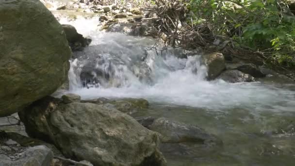 Горный поток в зеленом лесу — стоковое видео