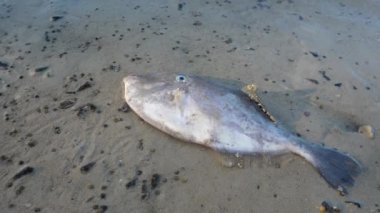 Dead Fish Thrown on Sandy Sea Shore