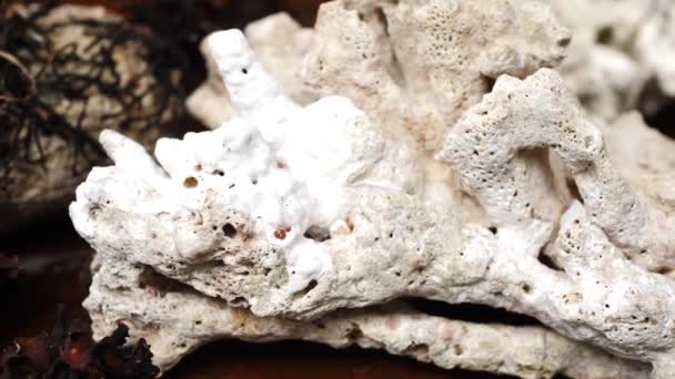 Tote weiße Korallensteine auf dem Tisch — Stockvideo