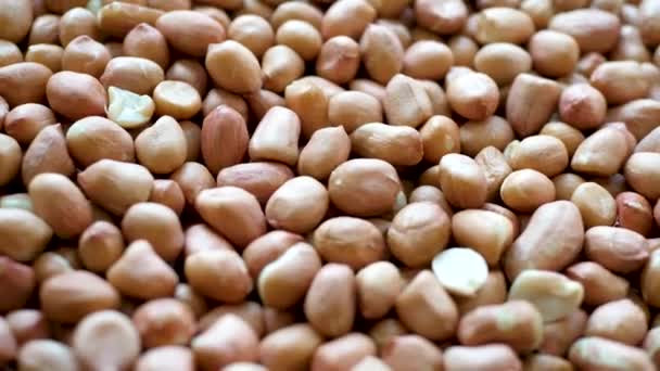 Mão do agricultor masculino verificando a colheita de sementes de amendoim — Vídeo de Stock